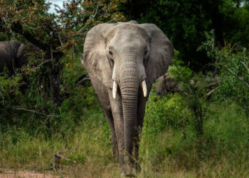 Elephants Trample Suspected Rhino Poacher To Death in South Africa’s Kruger National Park