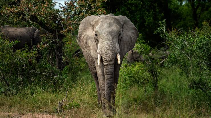 poacher