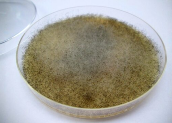 Gut Fungus May Protect Against Radiation Damage, Study Finds