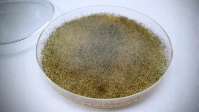 Gut Fungus May Protect Against Radiation Damage, Study Finds