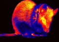 Scientists Reconstruct Movies From Mouse Brain Activity, Revealing How Vision Is Shaped