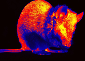 Scientists Reconstruct Movies From Mouse Brain Activity, Revealing How Vision Is Shaped