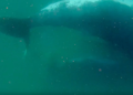 Rare Footage Shows Humpback Whale Staying Beside Stillborn Calf Off Australia