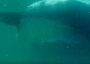 Rare Footage Shows Humpback Whale Staying Beside Stillborn Calf Off Australia