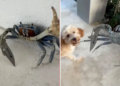 Florida Man Films Crab Gripping a Knife Blade as It Confronts His Dog