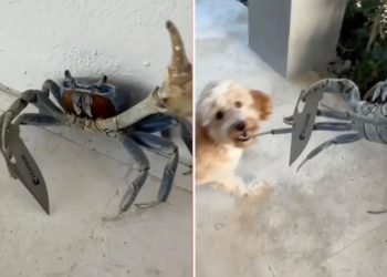 Florida Man Films Crab Gripping a Knife Blade as It Confronts His Dog