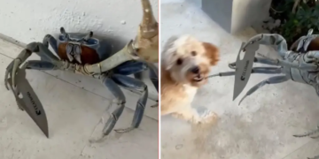 Florida Man Films Crab Gripping a Knife Blade as It Confronts His Dog