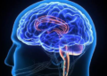 Scientists Find a Possible Brain “Brake” for Chronic Pain. Here’s How It Works