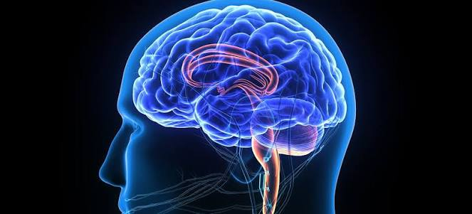 brain
