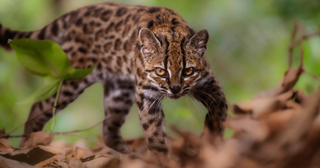 Meet Tilcayo: First New Feline Species Identified in Over 100 Years