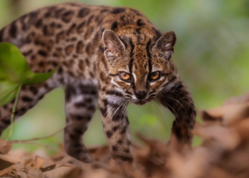 Meet Tilcayo: First New Feline Species Identified in Over 100 Years