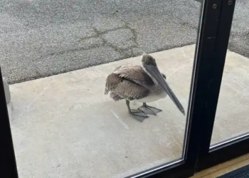Pelican