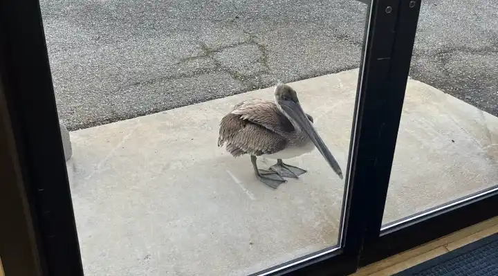 Injured Pelican Knocks on Research Facility Door in Florida, Surprising Scientists