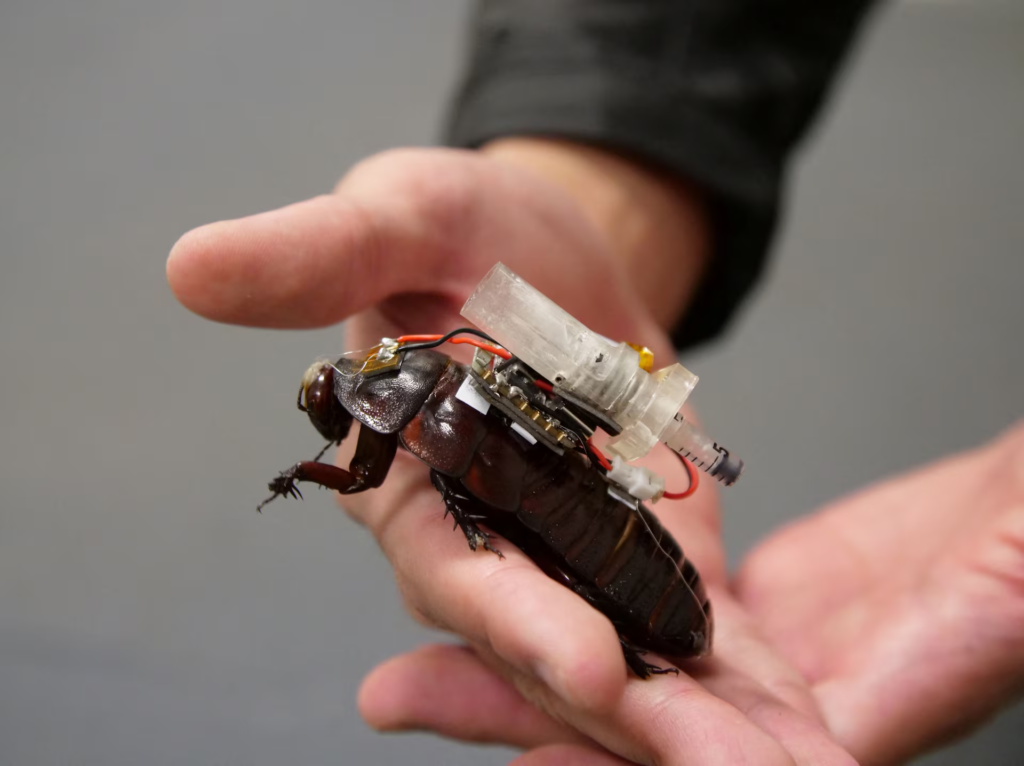 Cyborg Cockroaches