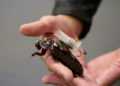 cybrog cockroach