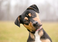 Dogs Really Do ‘Understand’ Human Speech, Study Finds