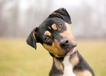 Dogs Really Do ‘Understand’ Human Speech, Study Finds