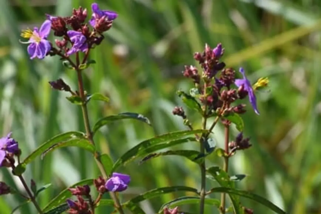 Ophiorrhiza assamensis