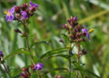 Ophiorrhiza Assamensis: New Plant Species Discovered in Assam Could Hold Clues for Future Medicine