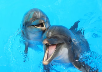 AI Is Decoding Animal Sounds. Could Humans Really Learn To Talk to Animals?