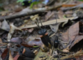 Thismia Daemona: No Sunlight, No Chlorophyll, No Problem: Meet Thailand’s Bizarre ‘Devil Flower’