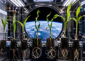 NASA’s 1990s Space Shuttle Corn Seeds Sprouted in Space—but Their Growth Got Tangled