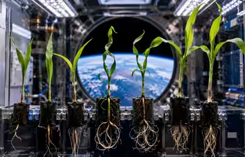 NASA’s 1990s Space Shuttle Corn Seeds Sprouted in Space—but Their Growth Got Tangled