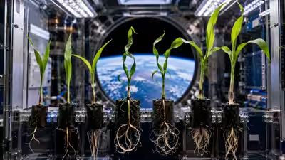 seeds