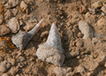 Shark Teeth Found in Egypt’s Sahara Reveal an Ocean That Existed 70 Million Years Ago