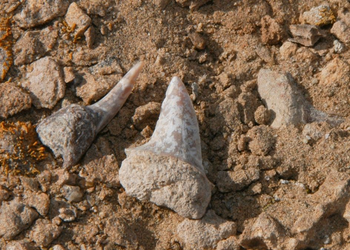 Shark Teeth Found in Egypt’s Sahara Reveal an Ocean That Existed 70 Million Years Ago
