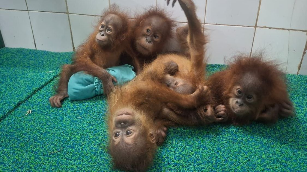 orangutans