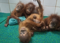 Five Baby Orangutans Found in India Expose the Brutal Global Wildlife Trafficking Trade