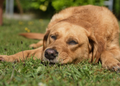 Why Do Large Dogs Die Younger? Scientists Find a Clue in Their DNA