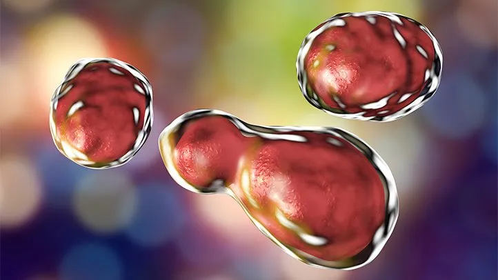 Rare Fungal Infection That Targets The Brain Is Rising, CDC Report Finds