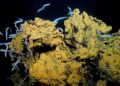 Dozens of pale gray cutthroat eels swim around a yellow, mineral-crusted volcanic rock on the dark seafloor