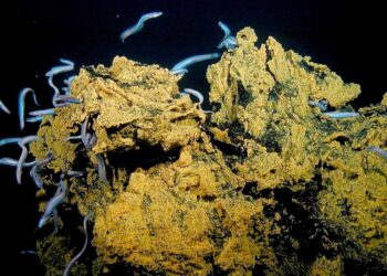 Dozens of pale gray cutthroat eels swim around a yellow, mineral-crusted volcanic rock on the dark seafloor