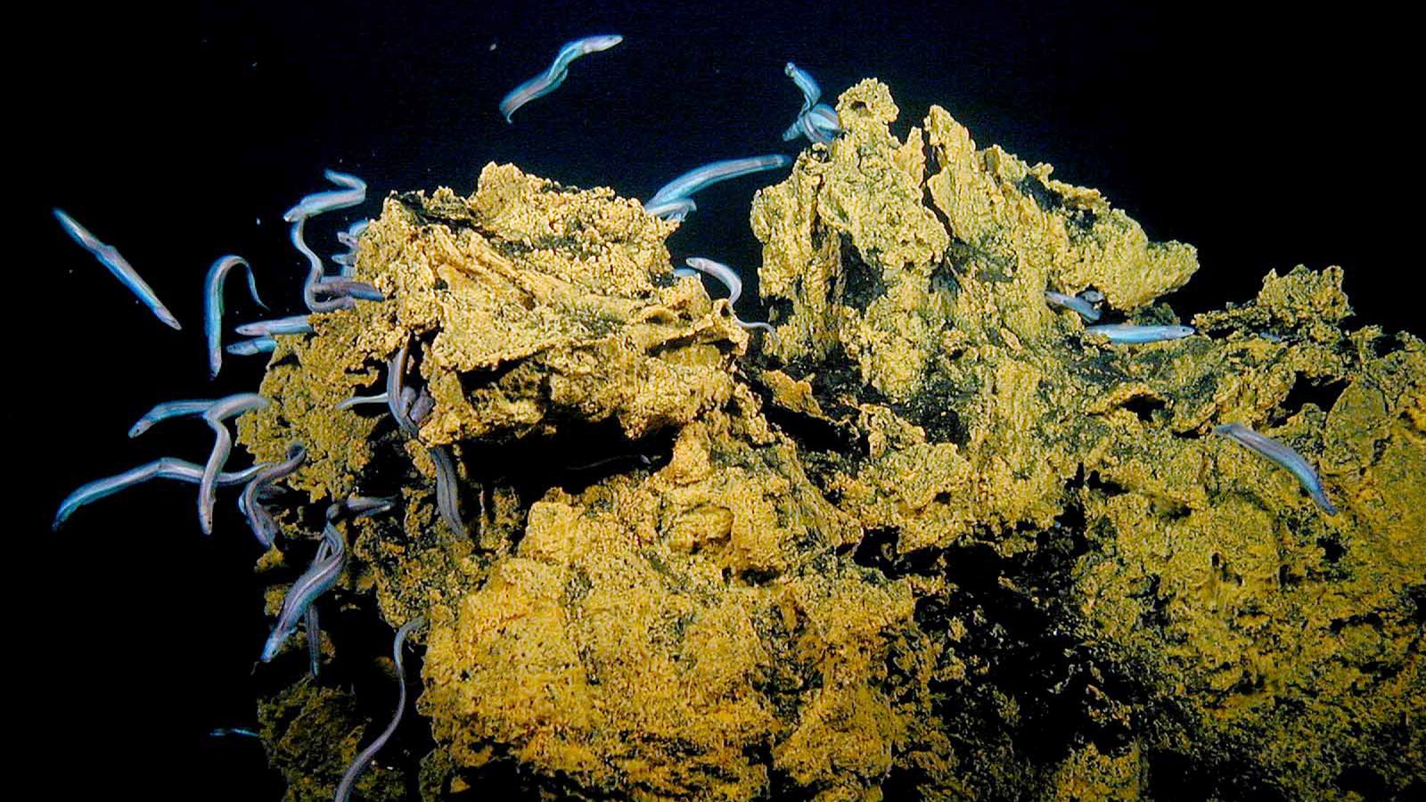 Dozens of pale gray cutthroat eels swim around a yellow, mineral-crusted volcanic rock on the dark seafloor