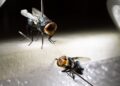 Two dyed sterile New World screwworm flies, a female and a male, pinned under bright lamps for examination at a USDA lab bench