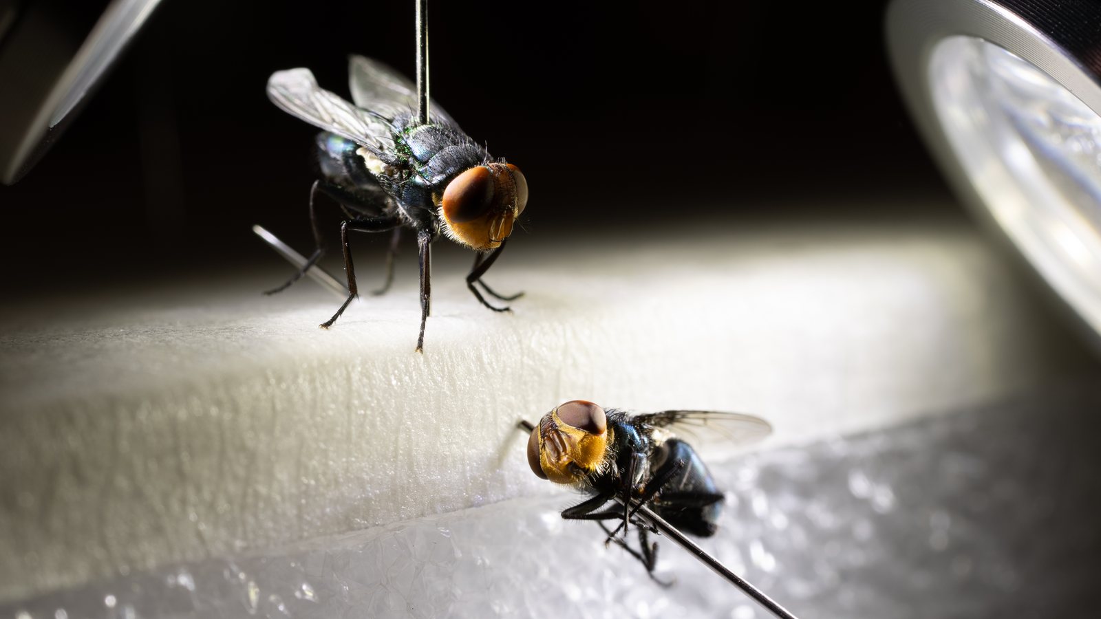 Two dyed sterile New World screwworm flies, a female and a male, pinned under bright lamps for examination at a USDA lab bench