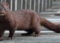 A dark brown American mink standing on a weathered wooden boardwalk