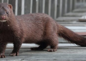 A dark brown American mink standing on a weathered wooden boardwalk