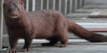A dark brown American mink standing on a weathered wooden boardwalk