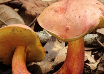 Two pinkish-red Lanmaoa asiatica mushrooms with yellow undersides growing among dry fallen leaves