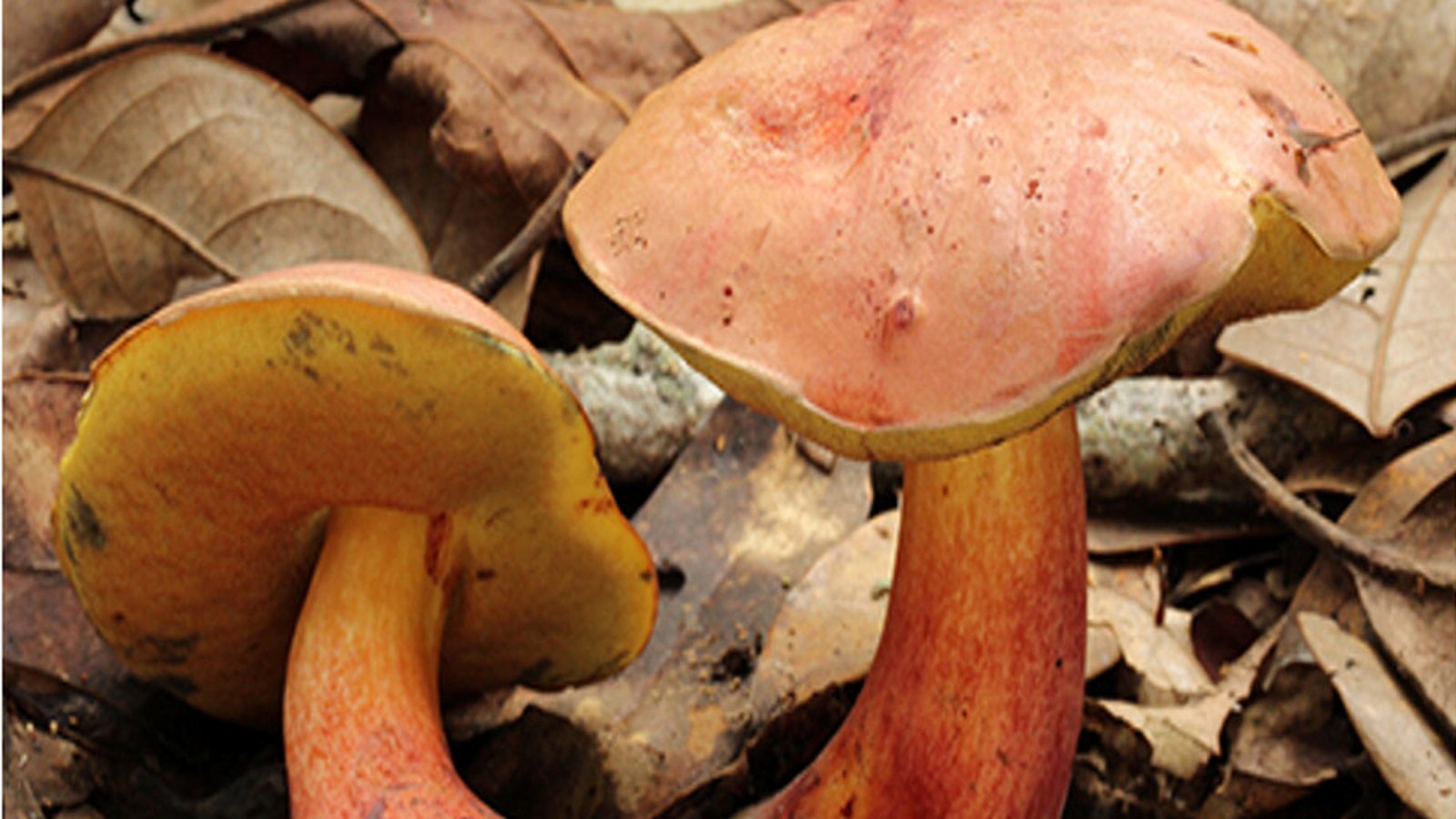 Two pinkish-red Lanmaoa asiatica mushrooms with yellow undersides growing among dry fallen leaves