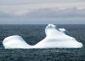 A white, weathered iceberg floating in dark blue ocean water under a grey, cloudy sky off Fogo Island, Newfoundland