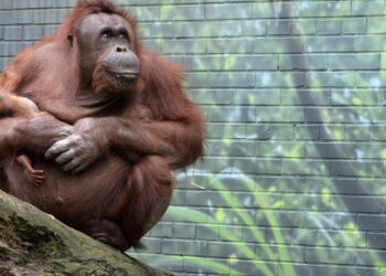 Bornean orangutan mother holding her baby